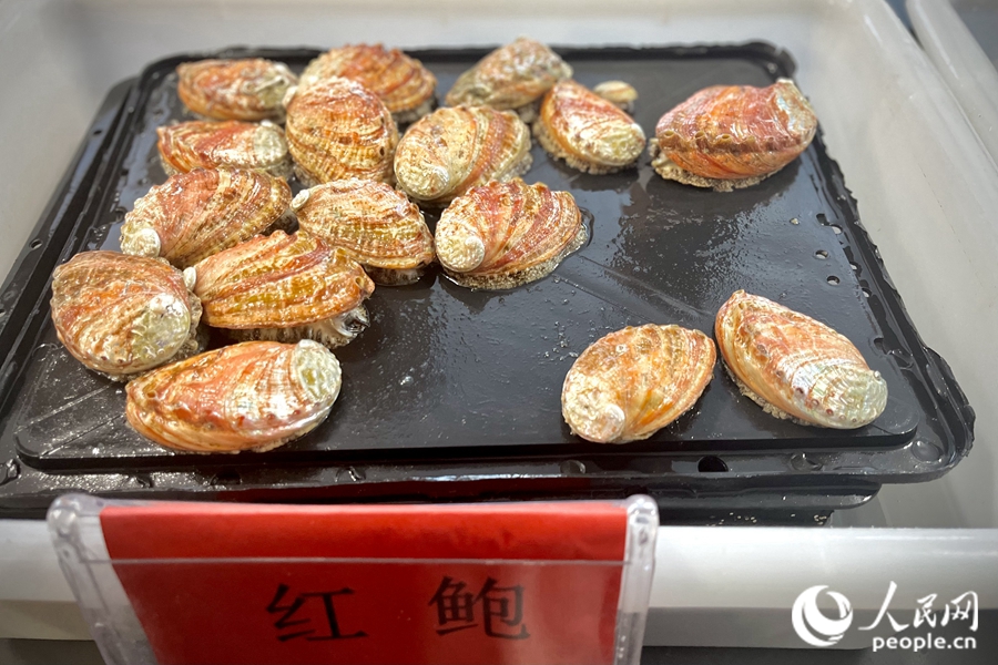 官坞村的红鲍。人民网 钱嘉禾摄